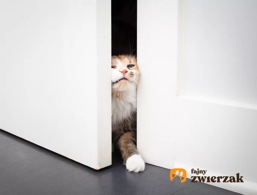 Kot przeciska się przez drzwi