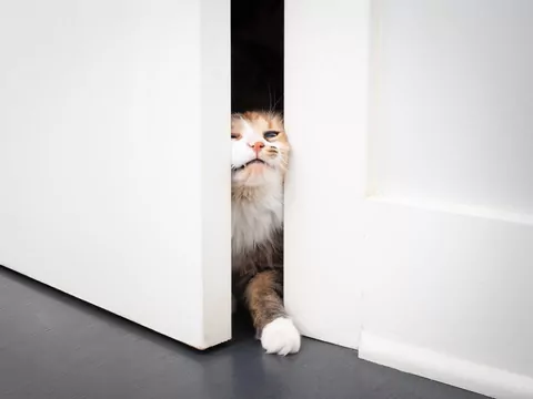 Dlaczego kot nie lubi zamkniętych drzwi?