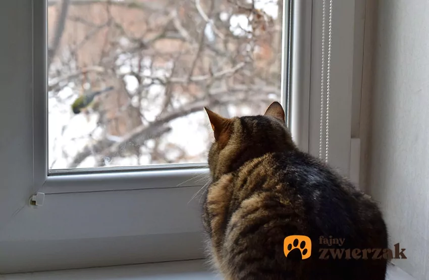 Kot wpatruje się w ptaka