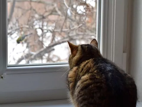 Kot wydaje dźwięk jak ćwierkanie