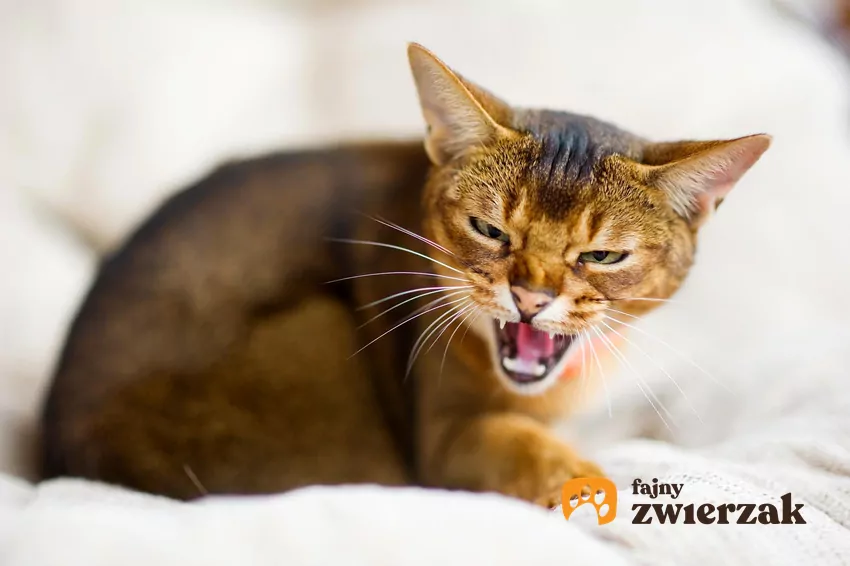 Kot leży i syczy