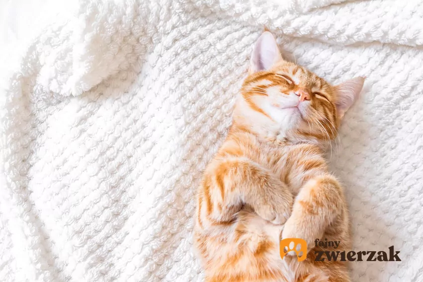 Rudy kot leży na plecach