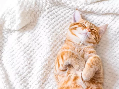 Kot zaczyna spać w innym pokoju