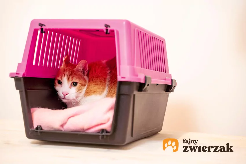 Wystraszony kot w transporterze