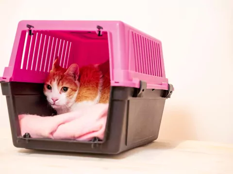 Reakcja kota na stres