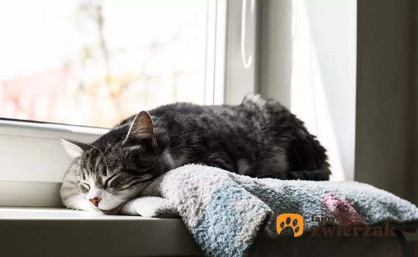Kot śpi na parapecie