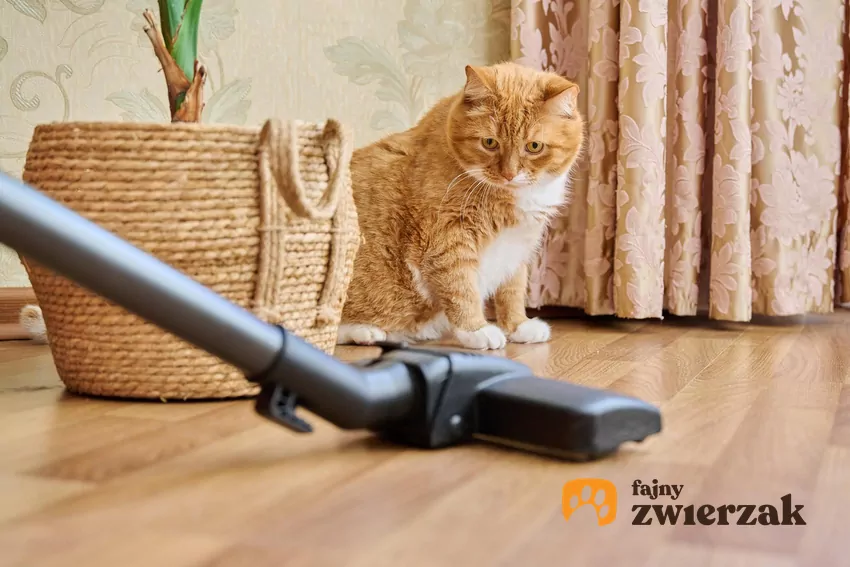 Rudy kot patrzy na końcówkę odkurzacza