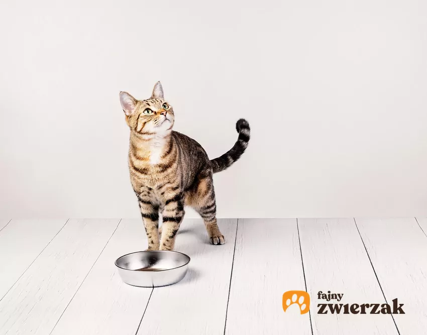 Kot nad pustą miską