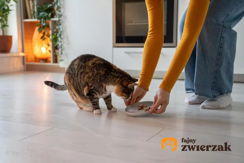 Kot schyla się nad miską podawaną przez człowieka