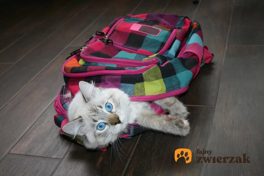 Kot w plecaku