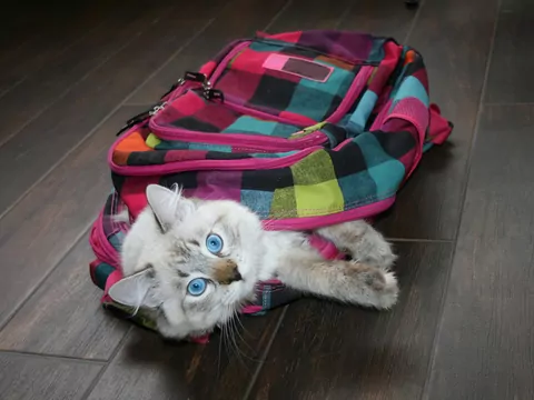 Kot lubi siedzieć w torbach i plecakach
