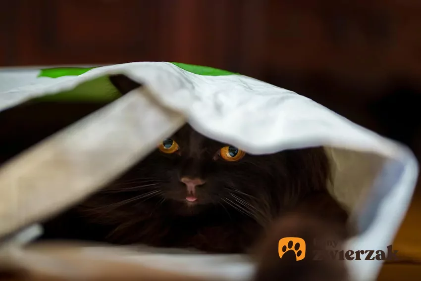 Kot w torbie