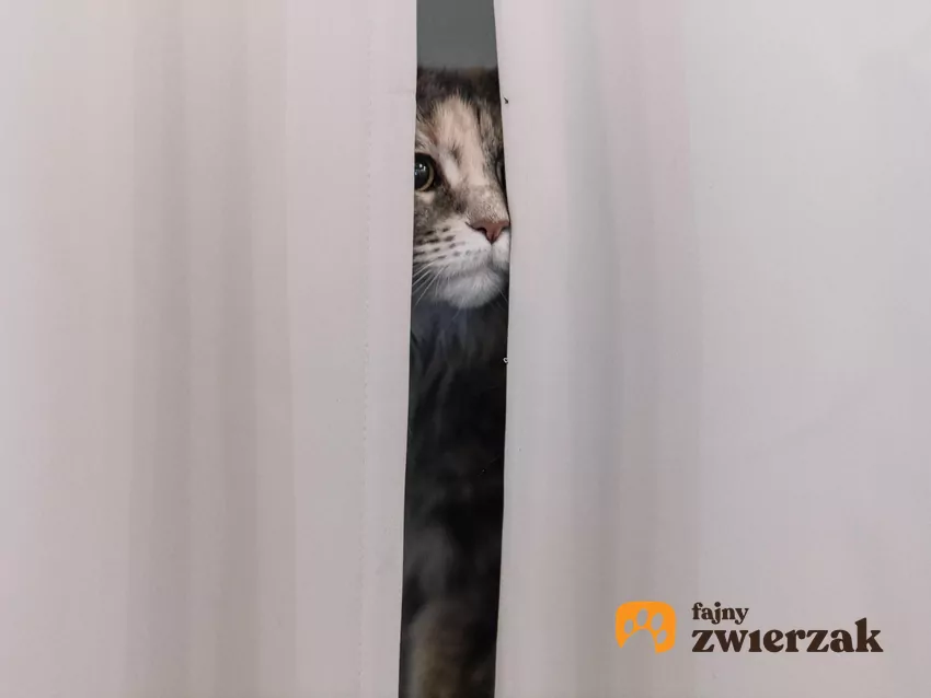 Kot wygląda spomiędzy firanek