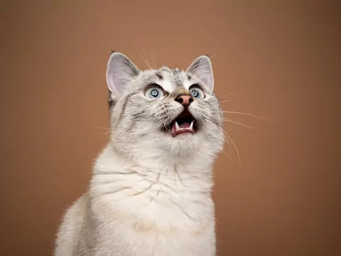 Kot reaguje na stres domowników