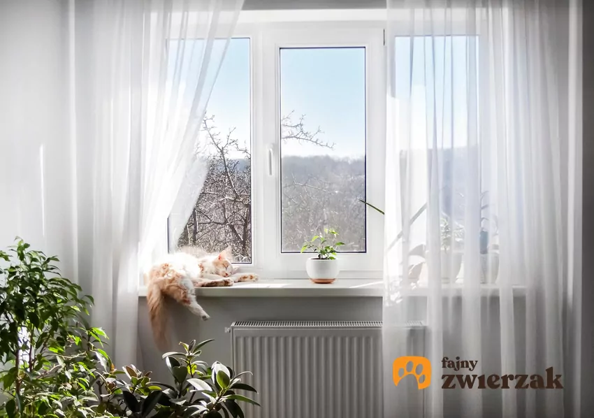 Kot śpi na parapecie