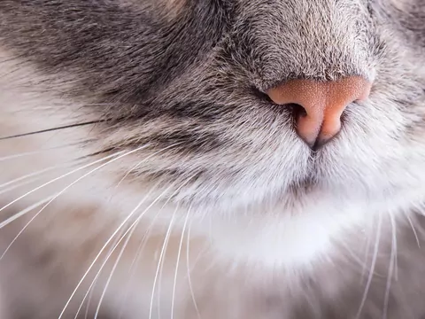 Kot reaguje na zapachy