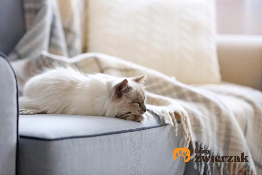 Kot przerywa sen, gdy się poruszasz