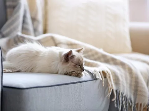 Kot przerywa sen, gdy się poruszasz