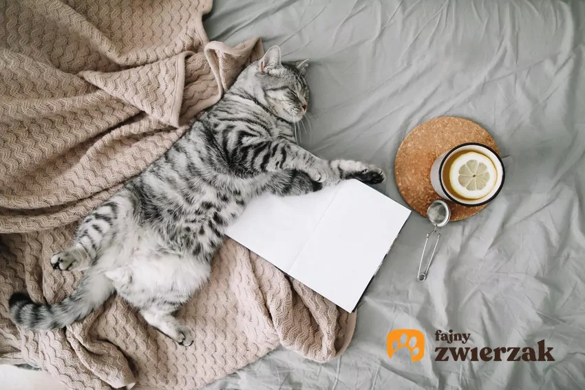 Kot leży na plecach