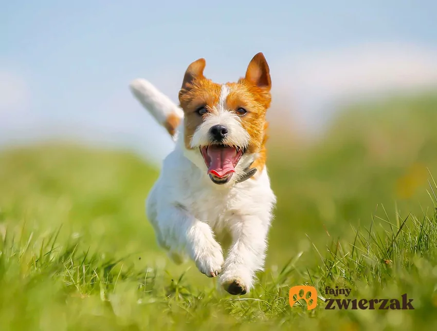 Biegnący Jack Russell Terrier