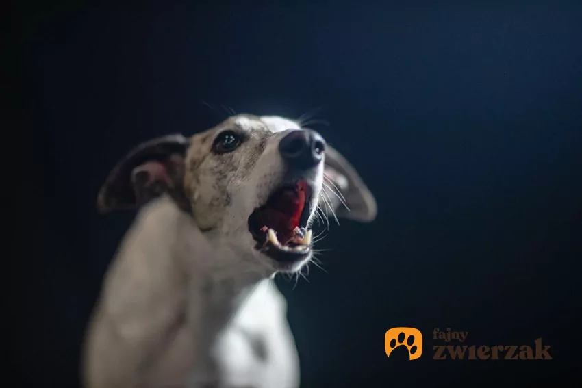 Dlaczego psy szczekają w nocy?