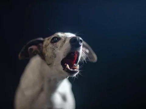 Dlaczego psy szczekają w nocy?