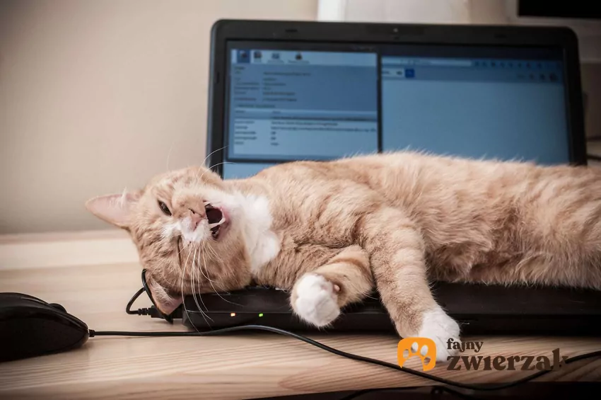 Koty lubią leżenie na klawiaturze z wielu ważnych powodów Kot śpi na laptopie