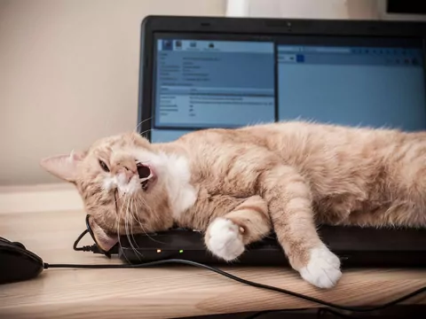 Dlaczego kot chodzi po klawiaturze?