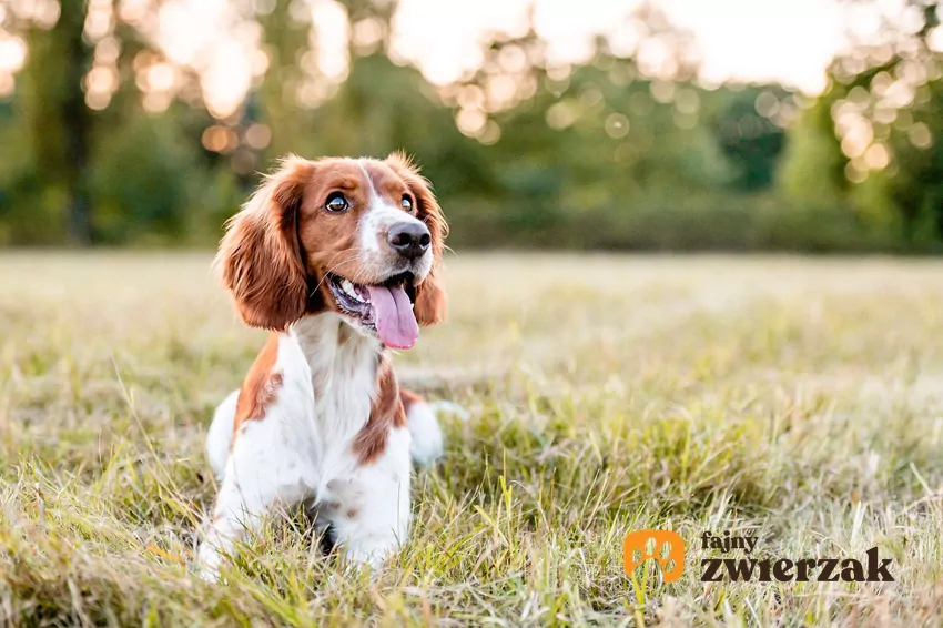Pies odpoczywa na zielonej łące