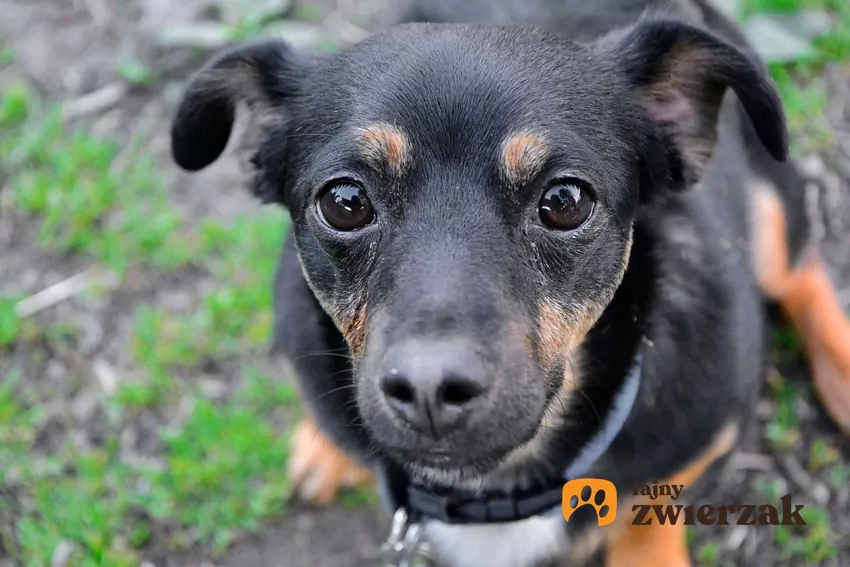 Pies wpatrujący się w aparat