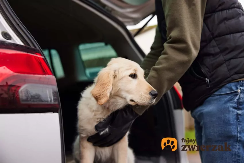 Porwanie psa i zabranie go do samochodu, a także dognapping, czyli porwania psa i jak temu zapobiec