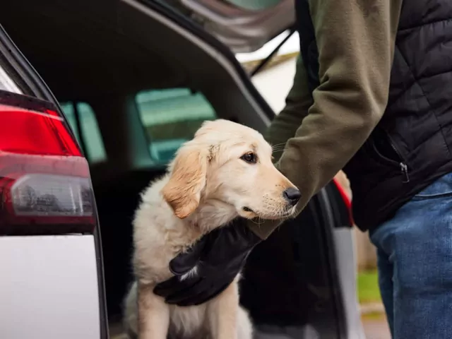 Czy grozi Ci porwanie psa