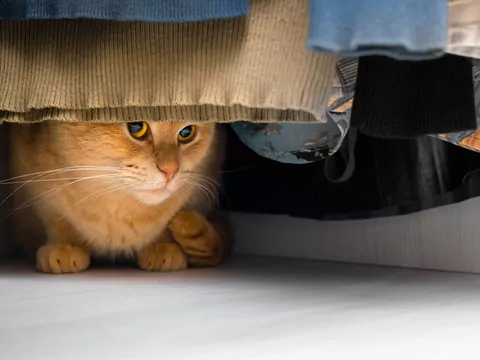 Dlaczego kot wybiera konkretne miejsce?