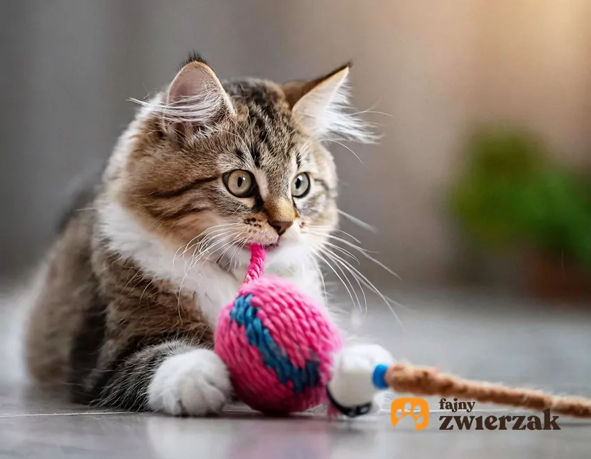 Koty przejawiają wiele ciekawych zachowań, gdy zostają same Kot bawi się zabawką