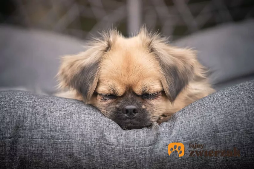 Śpiący spaniel tybetański