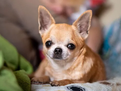 Dlaczego psy kręcą się w kółko przed zaśnięciem