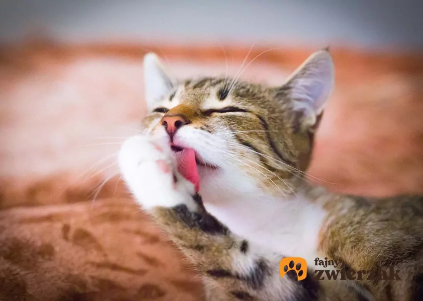 Kot wylizujący łapki, a także informacje, dlaczego koty wylizują sierść i czy zawsze chodzi o higienę
