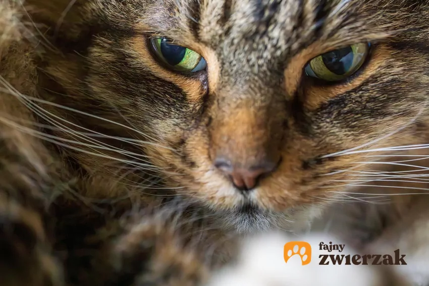 Koty to ewolucyjne arcydzieła, zaprojektowane do wykrywania najmniejszych zmian w otoczeniu Koci pyszczek w zbliżeniu