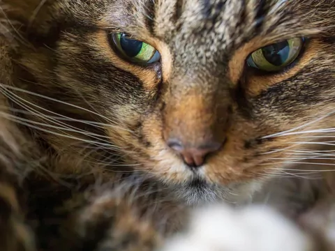 Kot nagle siada na środku pokoju