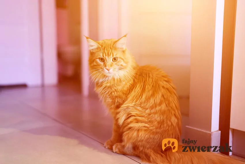 Kiedy kot siada na środku pokoju i wbija wzrok w jeden punkt, uruchamia "tryb analityka" Kot siedzi w smuze światła