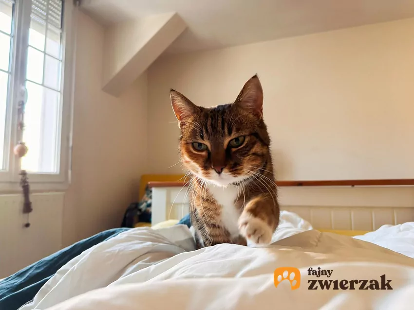 ty śpią płytko i często przechodzą w stan półsnu, w którym nadal monitorują otoczenie Kot idzie po łóżku w stronę obiektywu