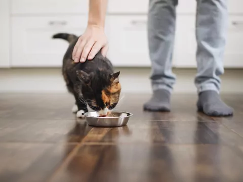 Dlaczego kot unika jedzenia w samotności?