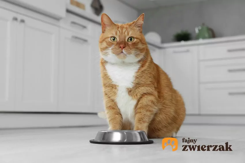 W skrajnych przypadkach unikanie jedzenia w samotności może być jednym z objawów bardzo silnego lęku separacyjnego Kot stoi nad miską