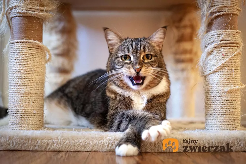 Miauczący kot na drapaku