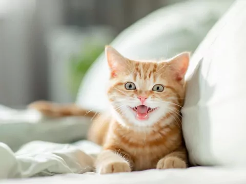 Dlaczego kot miauczy w różnych tonach?