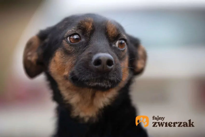 Psy nie zawsze pokazują strach w sposób dobrze widoczny Portret wystraszonego psa