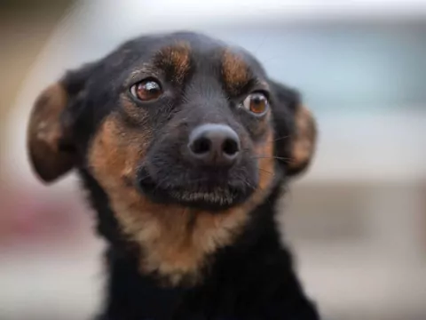 Strach psa przed samotnością