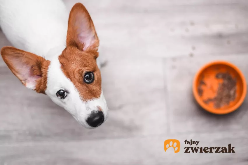 Pies stoi przy misce i patrzy do góry w obiektyw