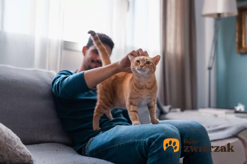 Mężczyzna trzyma na kolanach rudego kota