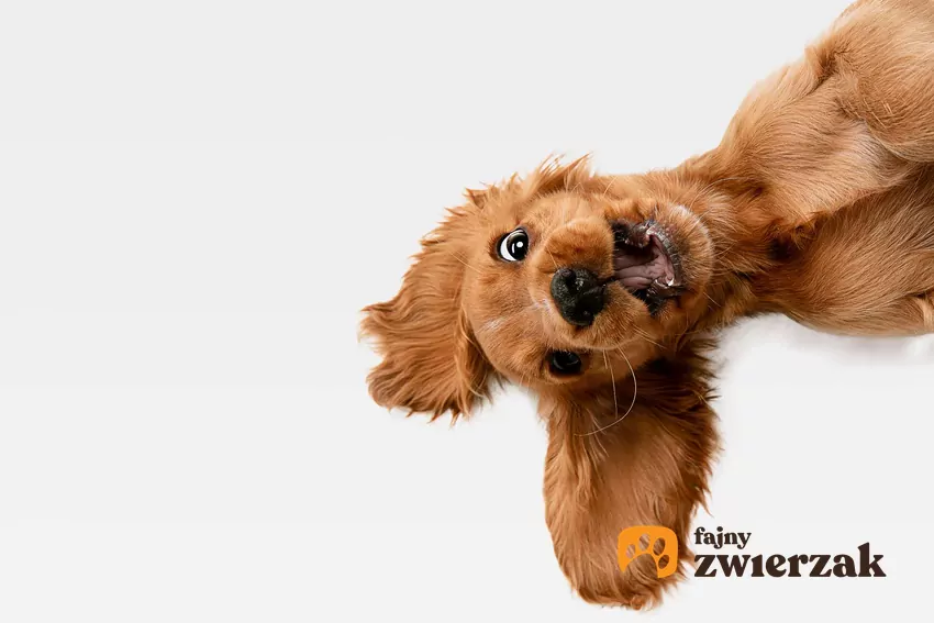 Rudy spaniel leży z zadowoloną miną